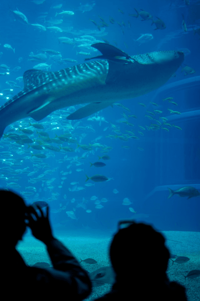 The Physical Immortality of Poetry in the Mind of Someone Living