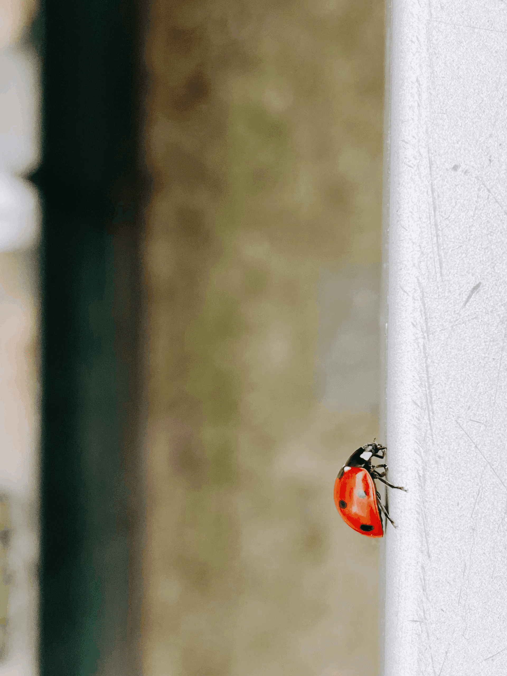 Ladybug Elegy