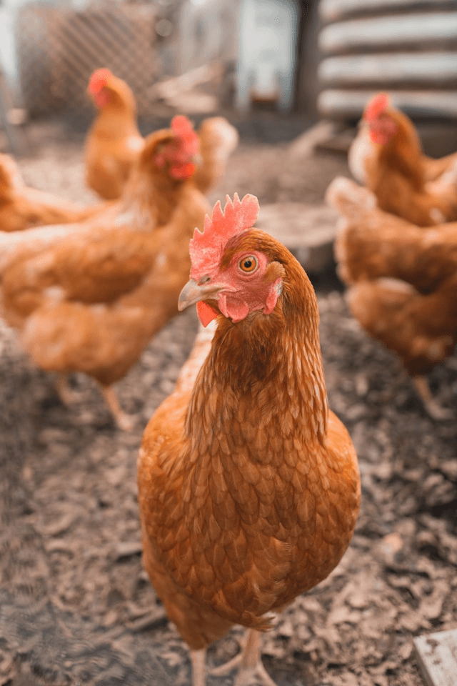 The Invisible Lives of Chickens