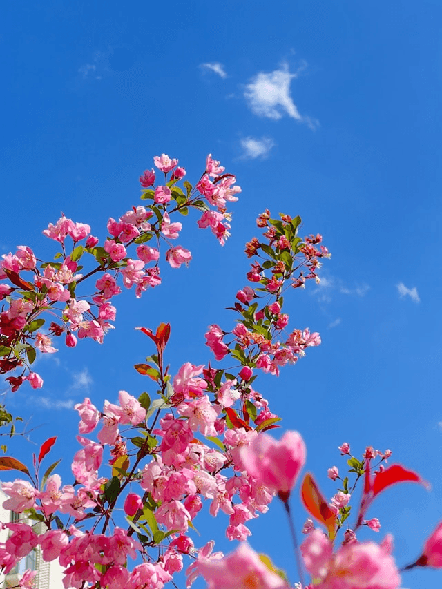 All Along You Were Blooming