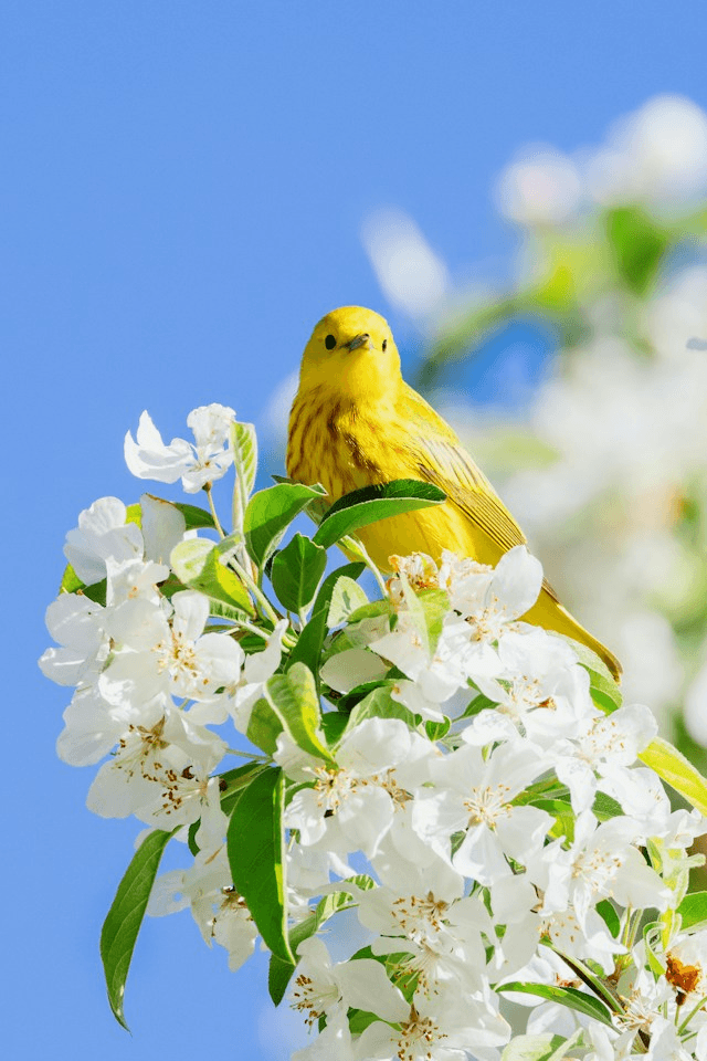 Enchanted in Spring