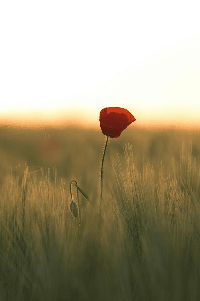 An Apology Letter to a War-Torn World