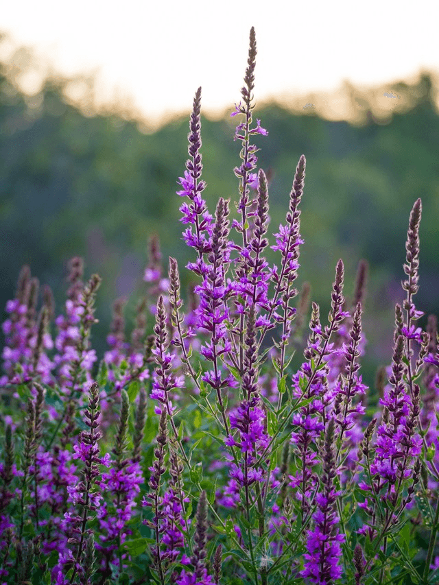Wildflowers are Just Humans in a Parallel Universe