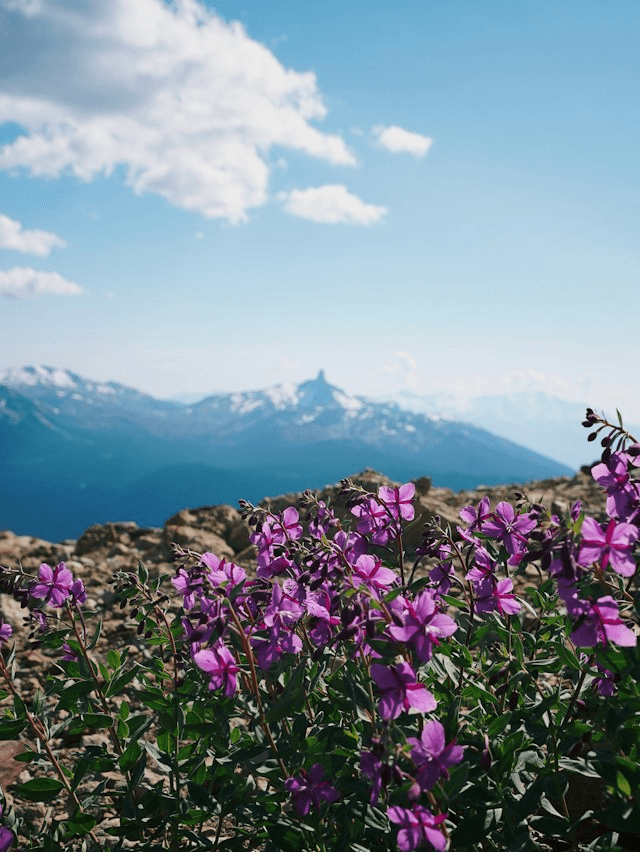 A Wildflower Can Flourish Even After a Wildfire