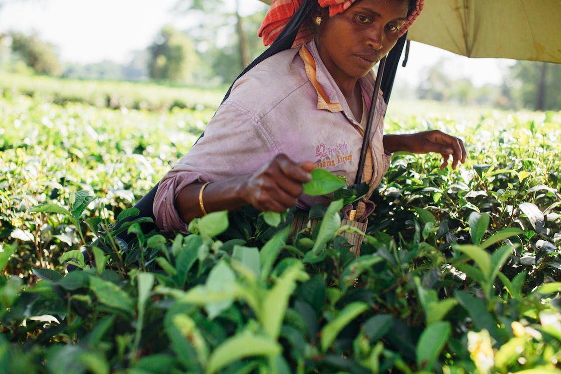 Revamping Tea Industry in West Bengal